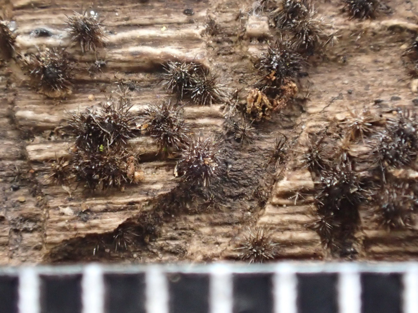 Photo © Sarah Ebdon Echinosphaeria canescens by Sarah Ebdon